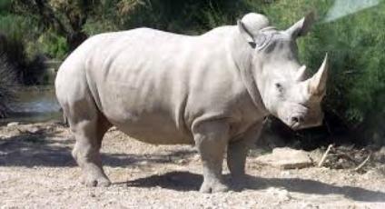 badak putih bercula dua